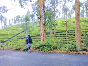 Tea estates @Kumili